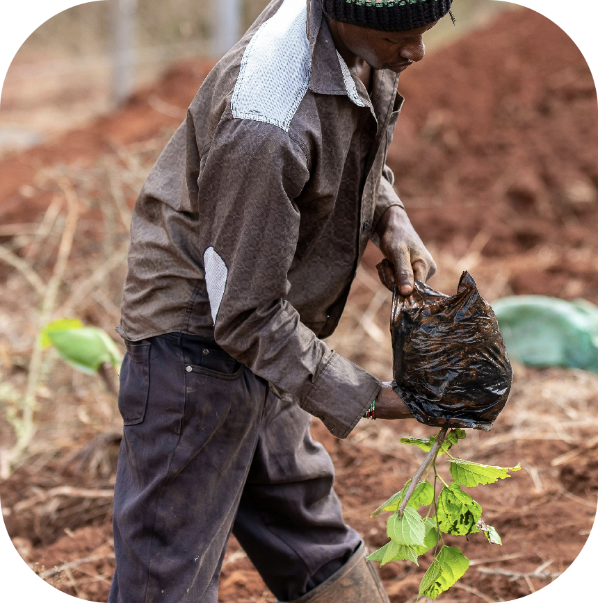 man planting a tree